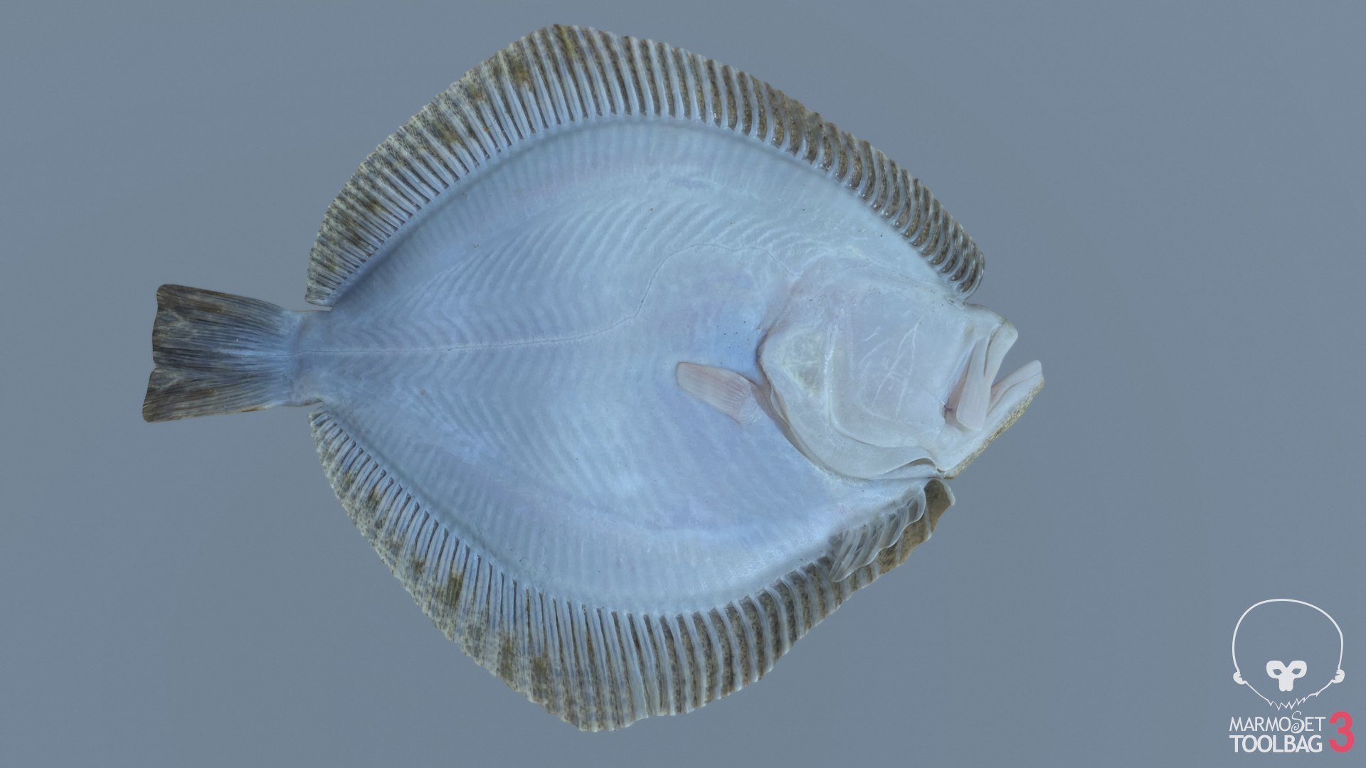 3D turbot pbr https://p.turbosquid.com/ts-thumb/Wc/Ch3edT/qPBB6m0Z/screenshot1779/png/1590248320/1920x1080/fit_q87/2e2649f67eb031a14ce943749b86cba79d9027ae/screenshot1779.jpg