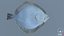 Turbot 2