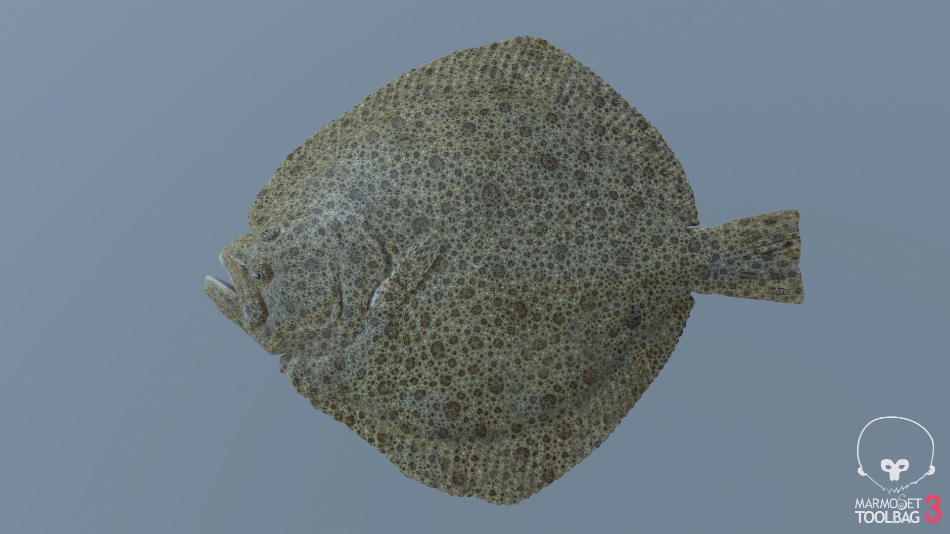 3D turbot pbr https://p.turbosquid.com/ts-thumb/Wc/Ch3edT/rKxqtNKU/screenshot1777/png/1590248316/1920x1080/fit_q87/8b7df30b52b224f67145c454e8f5d7ba1df93840/screenshot1777.jpg