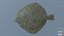 Turbot 2
