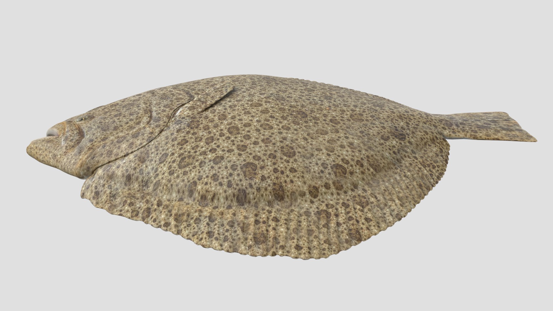 3D turbot pbr https://p.turbosquid.com/ts-thumb/Wc/Ch3edT/yrxfW7Kg/halibut_r3/png/1590248311/1920x1080/fit_q87/a04a1733b14c31a76fd79f57584d7811a1457ec5/halibut_r3.jpg