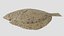 Turbot 2