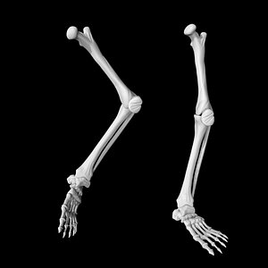 Rigged skeletal leg