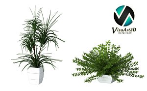 3d plant houseplant model