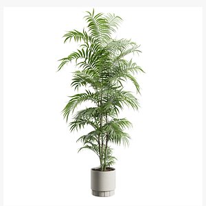 Palm Chamaedorea Seifrizii in Beige Planter 3D model