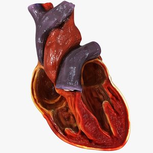 Human Heart Cross Section