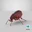 3D flea standing