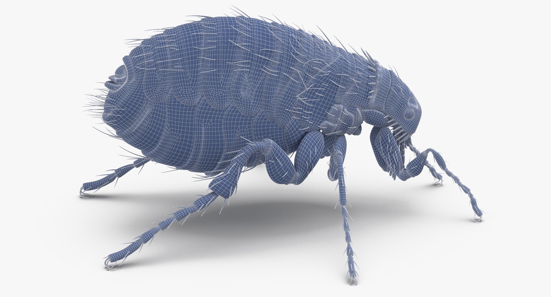 3D Flea Standing - TurboSquid 1375624