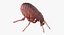 3D flea standing