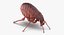 3D flea standing