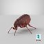 3D flea standing