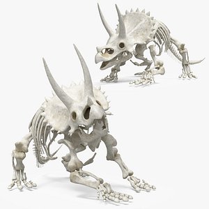 Triceratops Skeleton Attack Animated Rigged For Maya 3D model