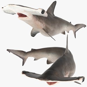 Rigged hammerheadShark