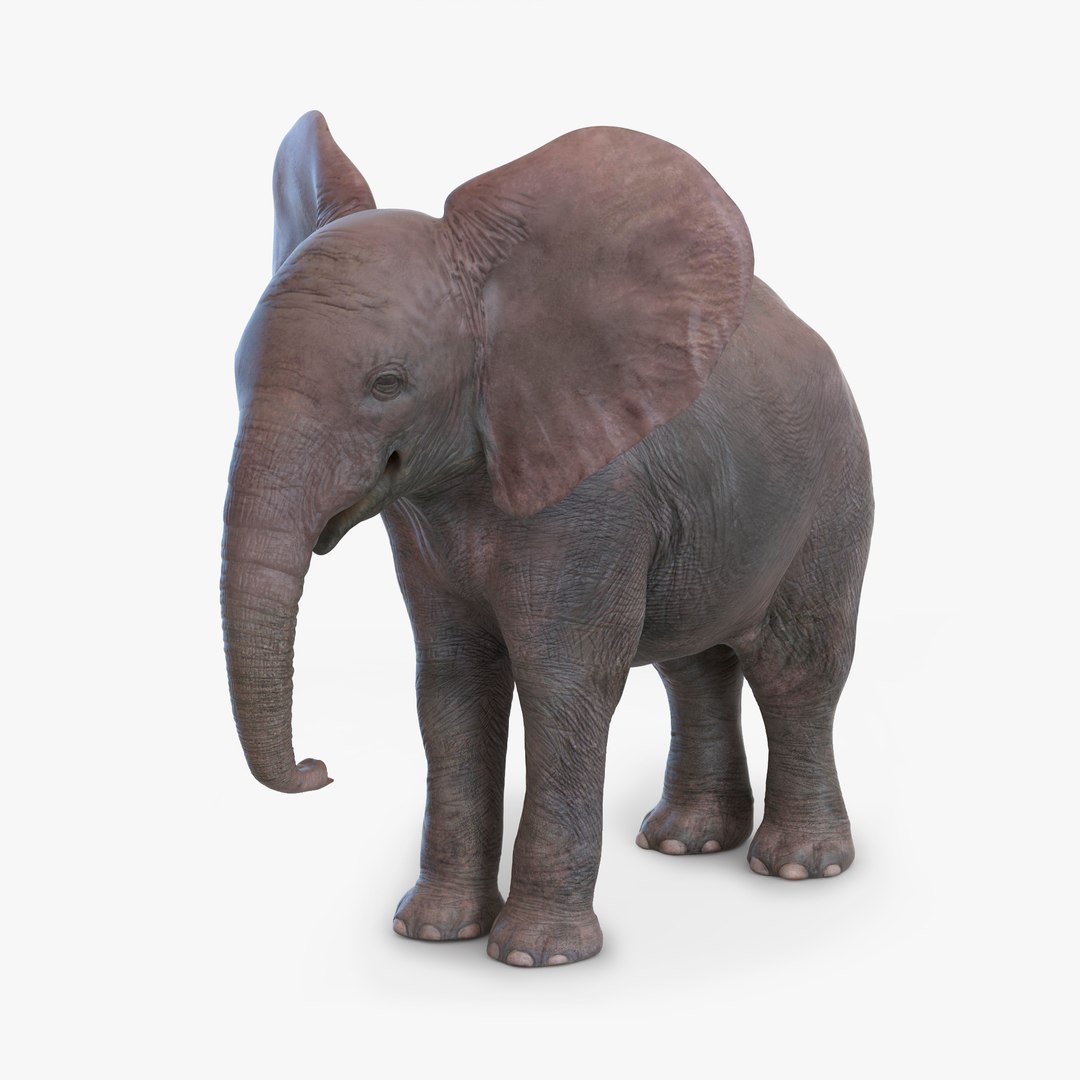 Baby Elephant 3D model preview