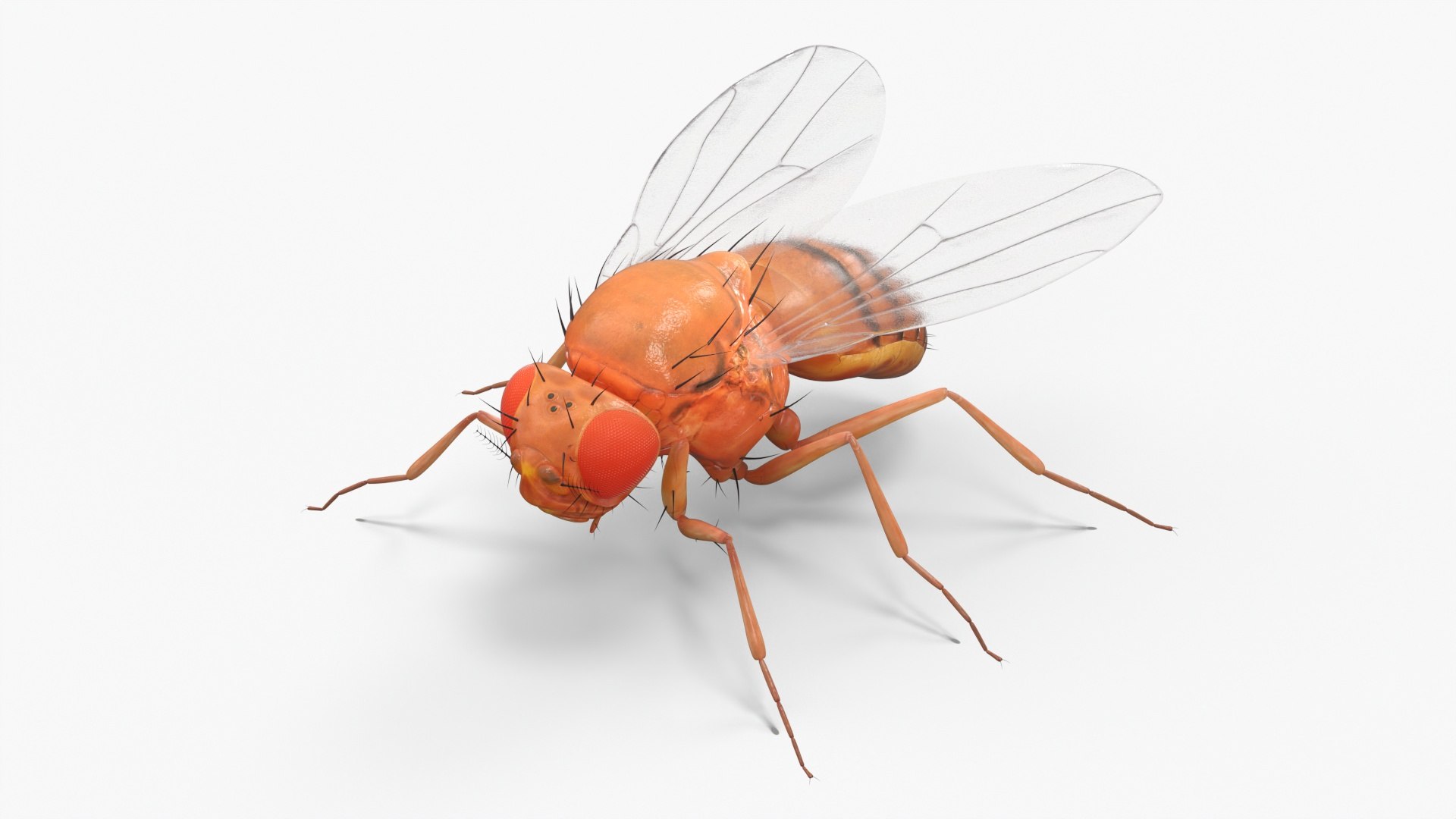 Vinegar Fly 3D model preview