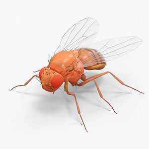 Vinegar Fly 3D model