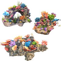 Coral reef rock collection
