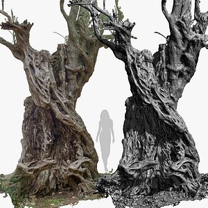 Giant Ancient Cracked Olive Tree RAW 3D Scan 2x16k Textures