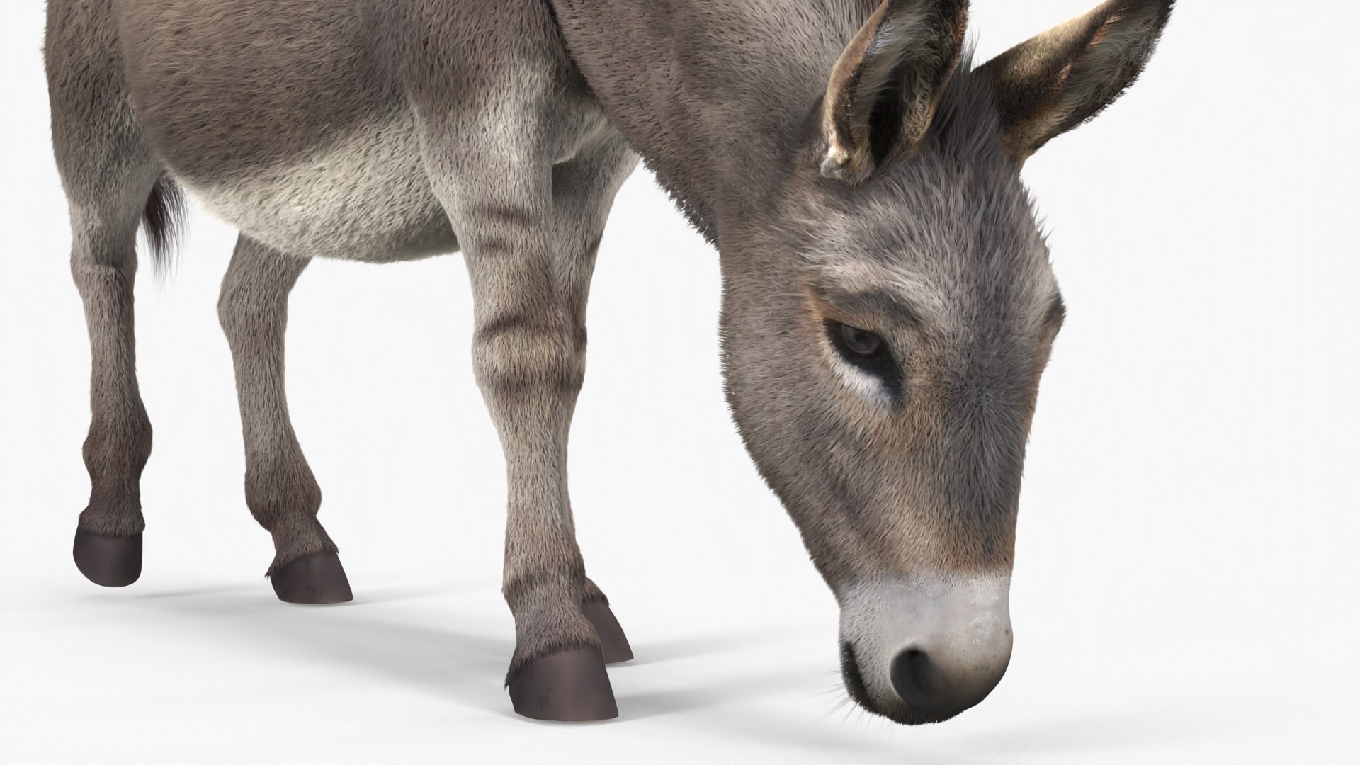 3D Farm Animals Big Collection 4 https://p.turbosquid.com/ts-thumb/Wc/o7Zjhi/6h/farm_animals_big_collection_4_003/jpg/1763127719/1920x1080/fit_q87/5e1839322f3ceb5d74741835d38c07fd4f621494/farm_animals_big_collection_4_003.jpg