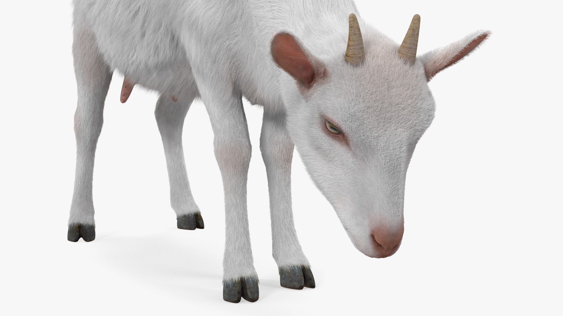 3D Farm Animals Big Collection 4 https://p.turbosquid.com/ts-thumb/Wc/o7Zjhi/S2/farm_animals_big_collection_4_010/jpg/1763127728/1920x1080/fit_q87/67d0385c742993f98654dfea6f1f7da9ca385822/farm_animals_big_collection_4_010.jpg