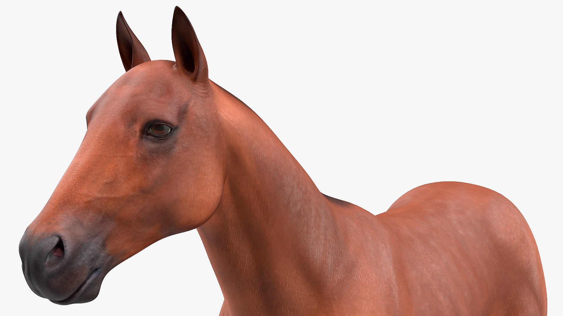 3D Farm Animals Big Collection 4 https://p.turbosquid.com/ts-thumb/Wc/o7Zjhi/pg/farm_animals_big_collection_4_013/jpg/1763127733/1920x1080/fit_q87/5d17abc1deb166a87fe7899ac53e28c0a768dea5/farm_animals_big_collection_4_013.jpg