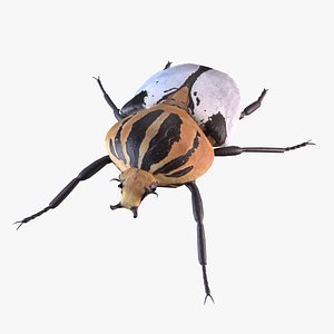 goliath beetles insects 3D model