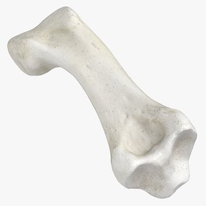 Domestic Cat Middle Phalanx Bone