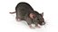 Realistische Ratte mit Fell