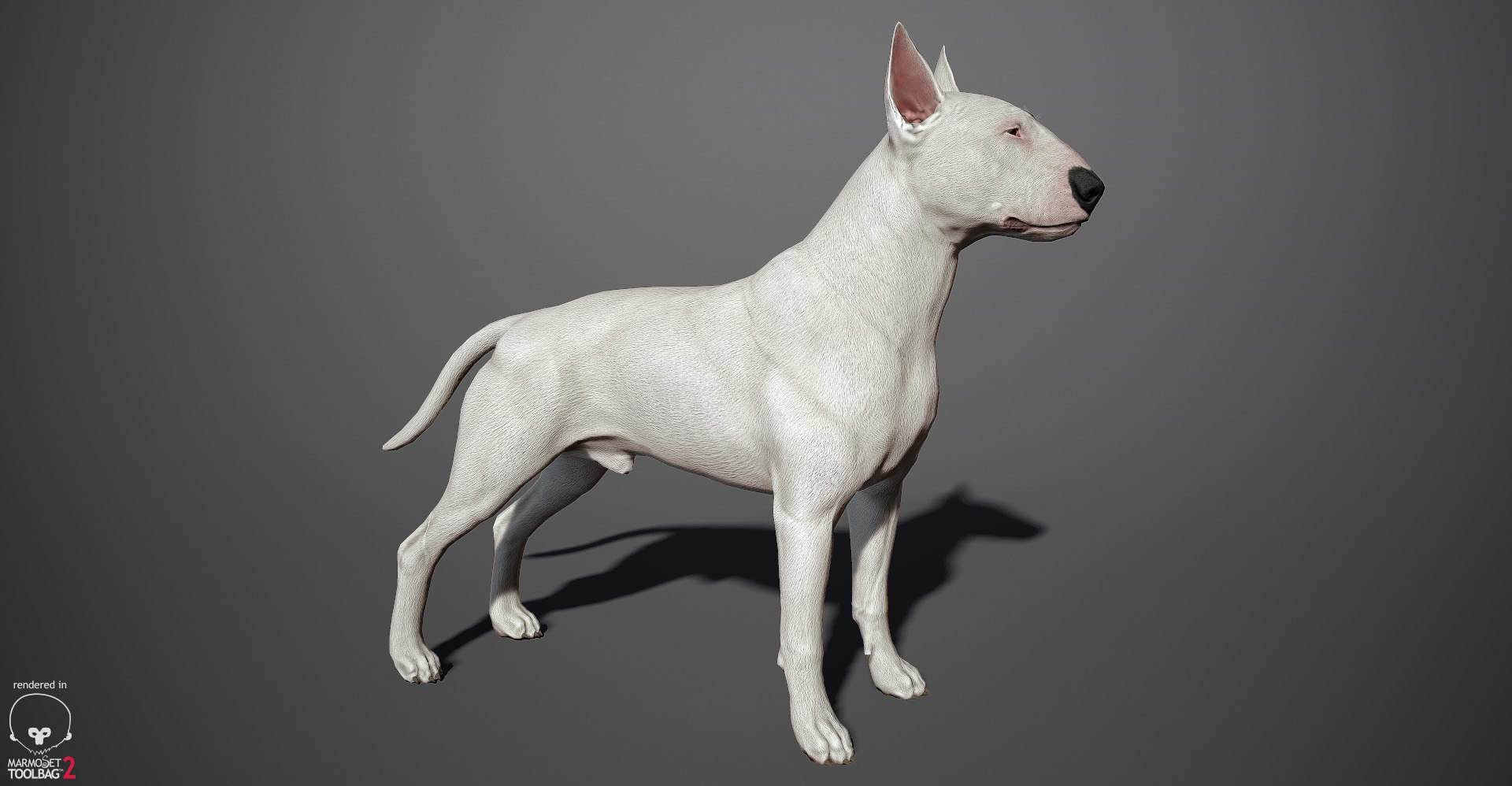 bull terrier real-time real time 3d model https://p.turbosquid.com/ts-thumb/Wd/3Yk1oB/0knQj9Tl/bullterrier_marmoset_b/jpg/1470401185/1920x1080/fit_q87/b8be08e9d8919a8e1e80a52f589ec0a51035ff28/bullterrier_marmoset_b.jpg