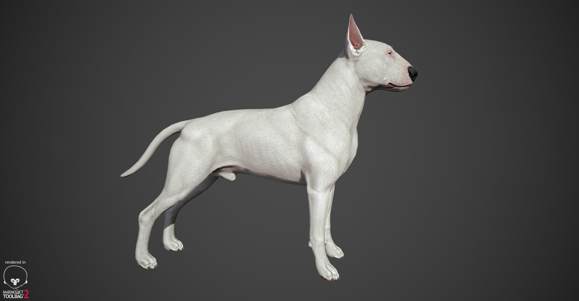 bull terrier real-time real time 3d model https://p.turbosquid.com/ts-thumb/Wd/3Yk1oB/4RQn7WIH/bullterrier_marmoset_004/jpg/1470401184/1920x1080/fit_q87/a10242c1dbe501f9cc1cfe3f632cbc1d0f913965/bullterrier_marmoset_004.jpg