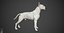 Bull Terrier Real-Time