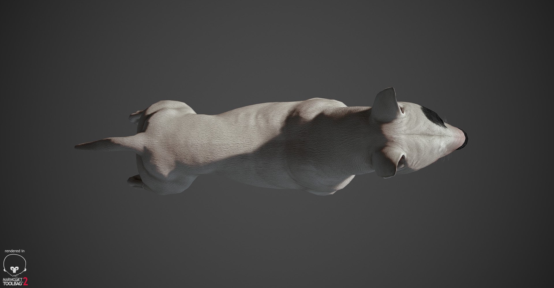 bull terrier real-time real time 3d model https://p.turbosquid.com/ts-thumb/Wd/3Yk1oB/6c5PAJSg/bullterrier_marmoset_012/jpg/1470401184/1920x1080/fit_q87/dd3b41ba3ce995ecd7430c4444e4737de5f9b14a/bullterrier_marmoset_012.jpg