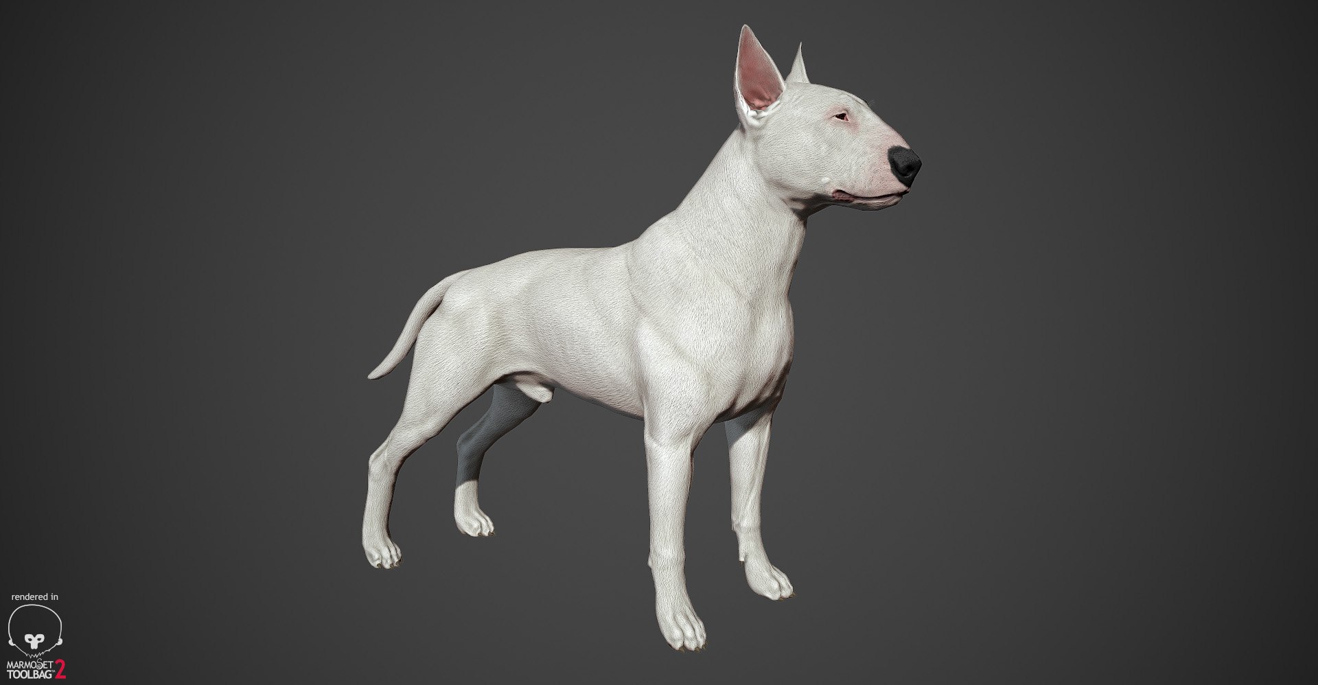 bull terrier real-time real time 3d model https://p.turbosquid.com/ts-thumb/Wd/3Yk1oB/8lDJBOGz/bullterrier_marmoset_001/jpg/1470401184/1920x1080/fit_q87/2b5e9b424a96ea3a4a4b4c0d5f6fb148cc671293/bullterrier_marmoset_001.jpg
