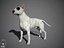 Bull Terrier Real-Time