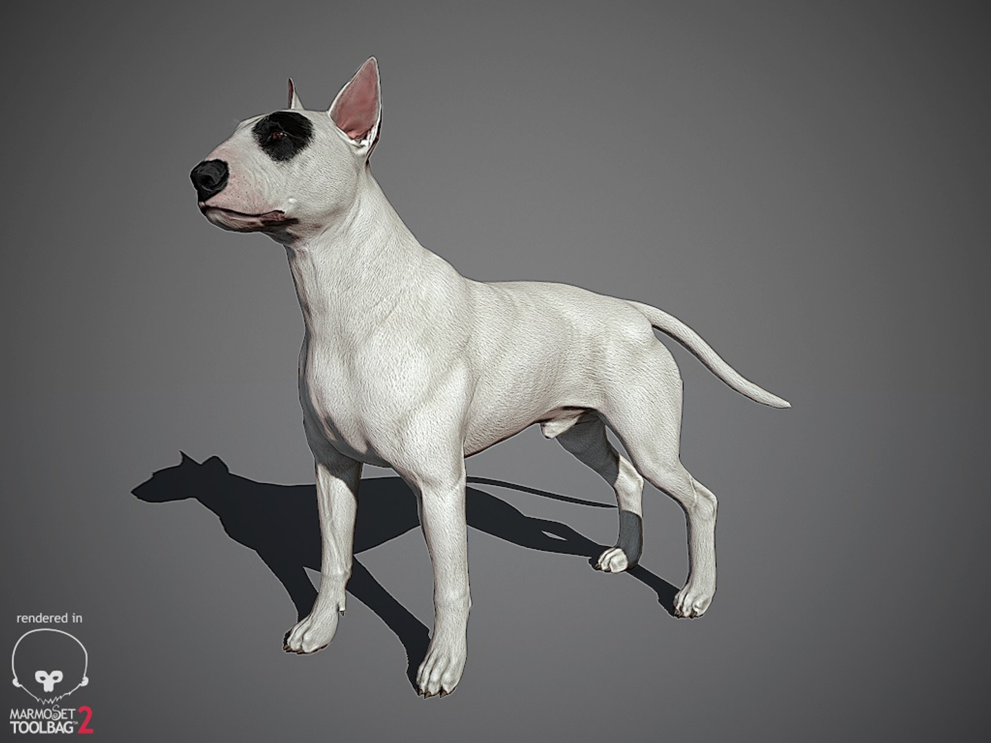 bull terrier real-time real time 3d model https://p.turbosquid.com/ts-thumb/Wd/3Yk1oB/EA2EYjnn/bullterrier_color/jpg/1470496039/1920x1080/turn_fit_q99/bdf1816a594e602277b25689d0f2c93ed6a5cdf0/bullterrier_color-1.jpg
