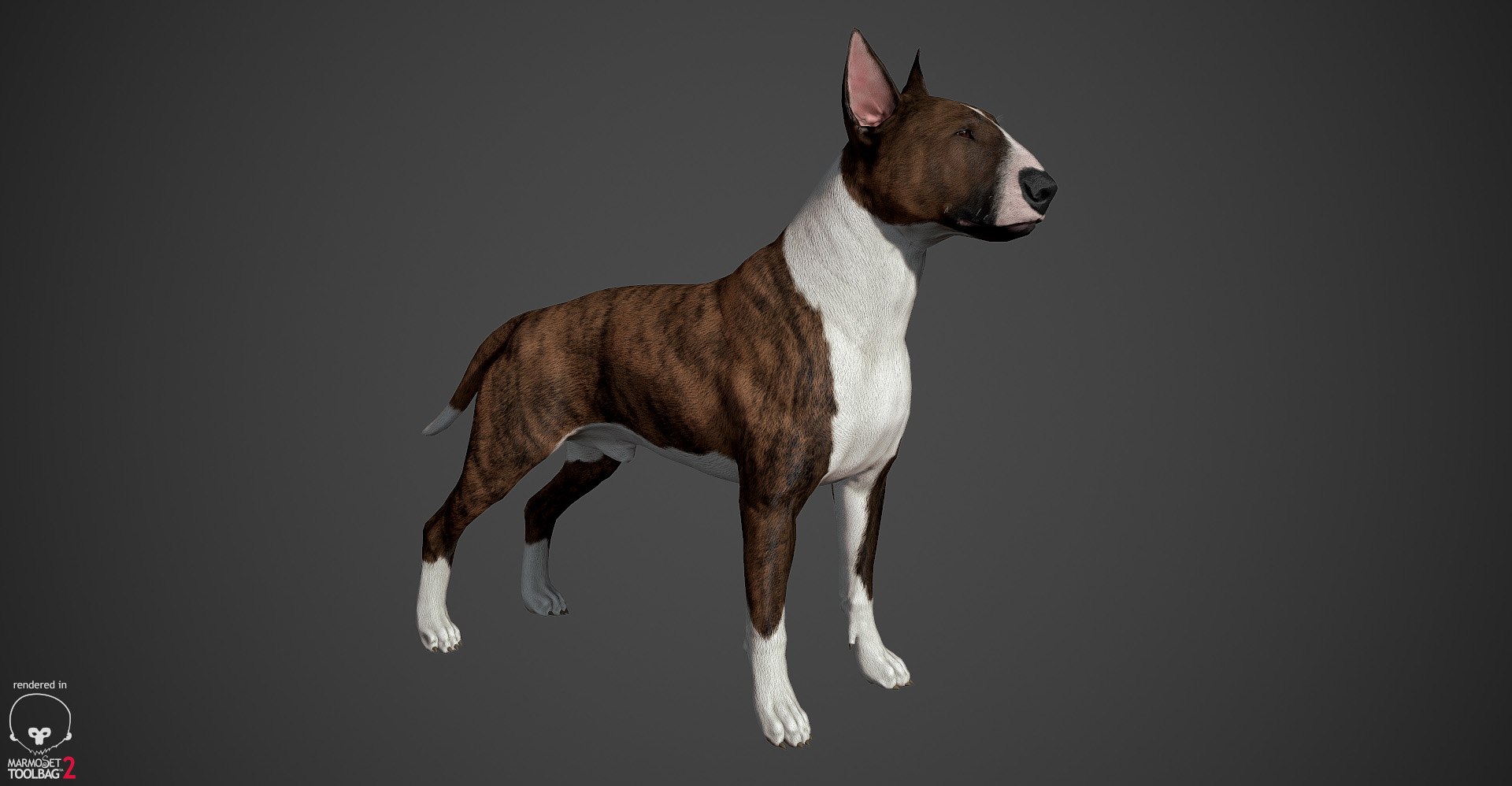 bull terrier real-time real time 3d model https://p.turbosquid.com/ts-thumb/Wd/3Yk1oB/MjrX82yt/bullterrier_marmoset_003/jpg/1470401184/1920x1080/fit_q87/b18629df30539769e9c4cb2948a3d27478598ace/bullterrier_marmoset_003.jpg