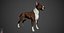 Bull Terrier Real-Time