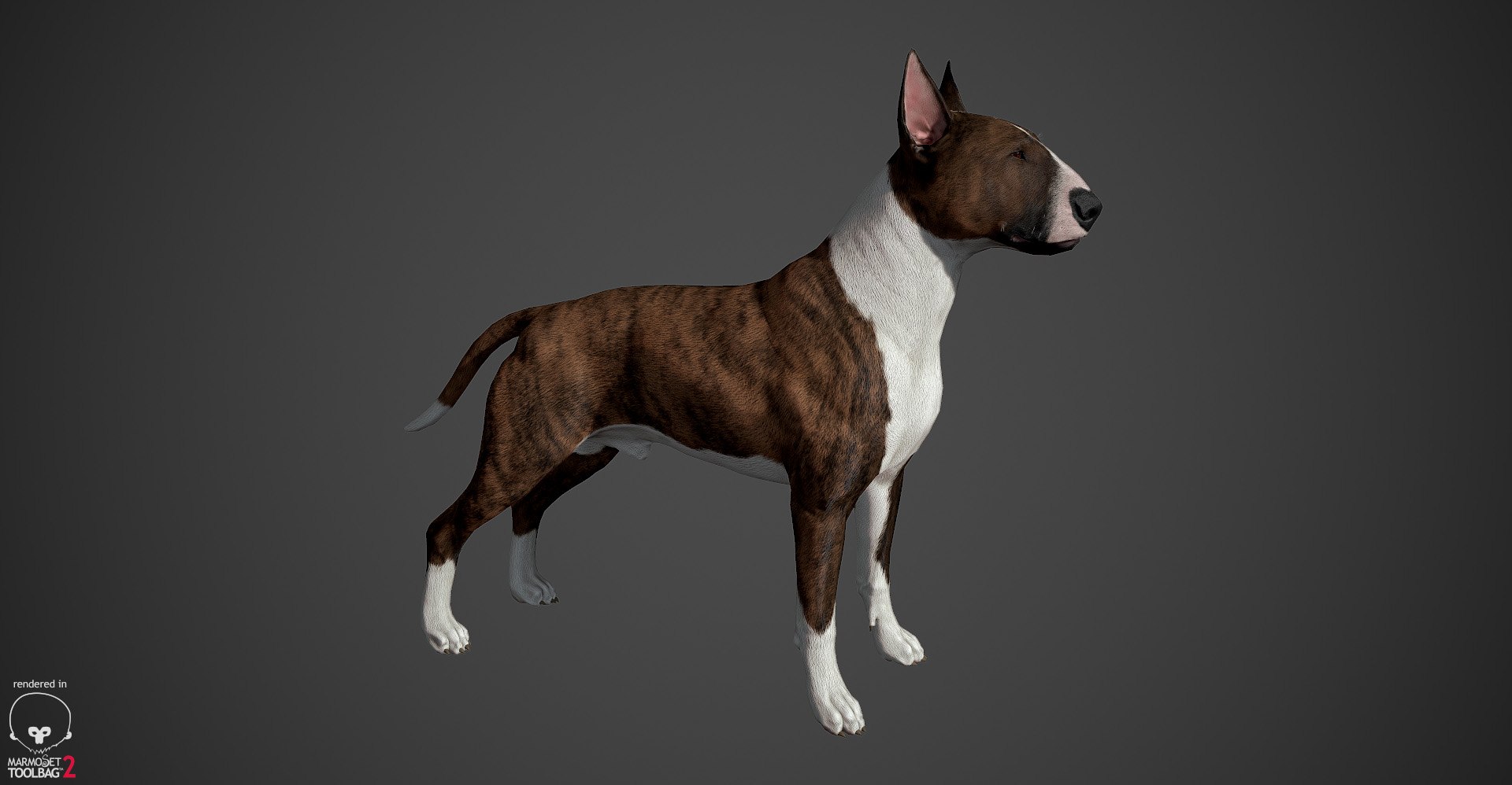 bull terrier real-time real time 3d model https://p.turbosquid.com/ts-thumb/Wd/3Yk1oB/OzHT5MBE/bullterrier_marmoset_021/jpg/1470401185/1920x1080/fit_q87/edf977a8fc45380387de355b07050e64770c2154/bullterrier_marmoset_021.jpg
