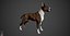 Bull Terrier Real-Time