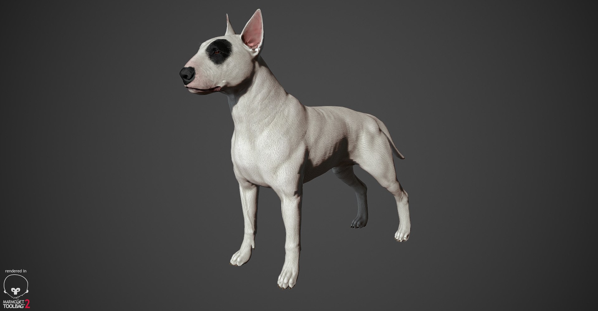 bull terrier real-time real time 3d model https://p.turbosquid.com/ts-thumb/Wd/3Yk1oB/Q8swuVTv/bullterrier_marmoset_009/jpg/1470401184/1920x1080/fit_q87/fe33e03326a9584c48703e6ccfe9ea769638f3cc/bullterrier_marmoset_009.jpg