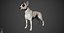 Bull Terrier Real-Time