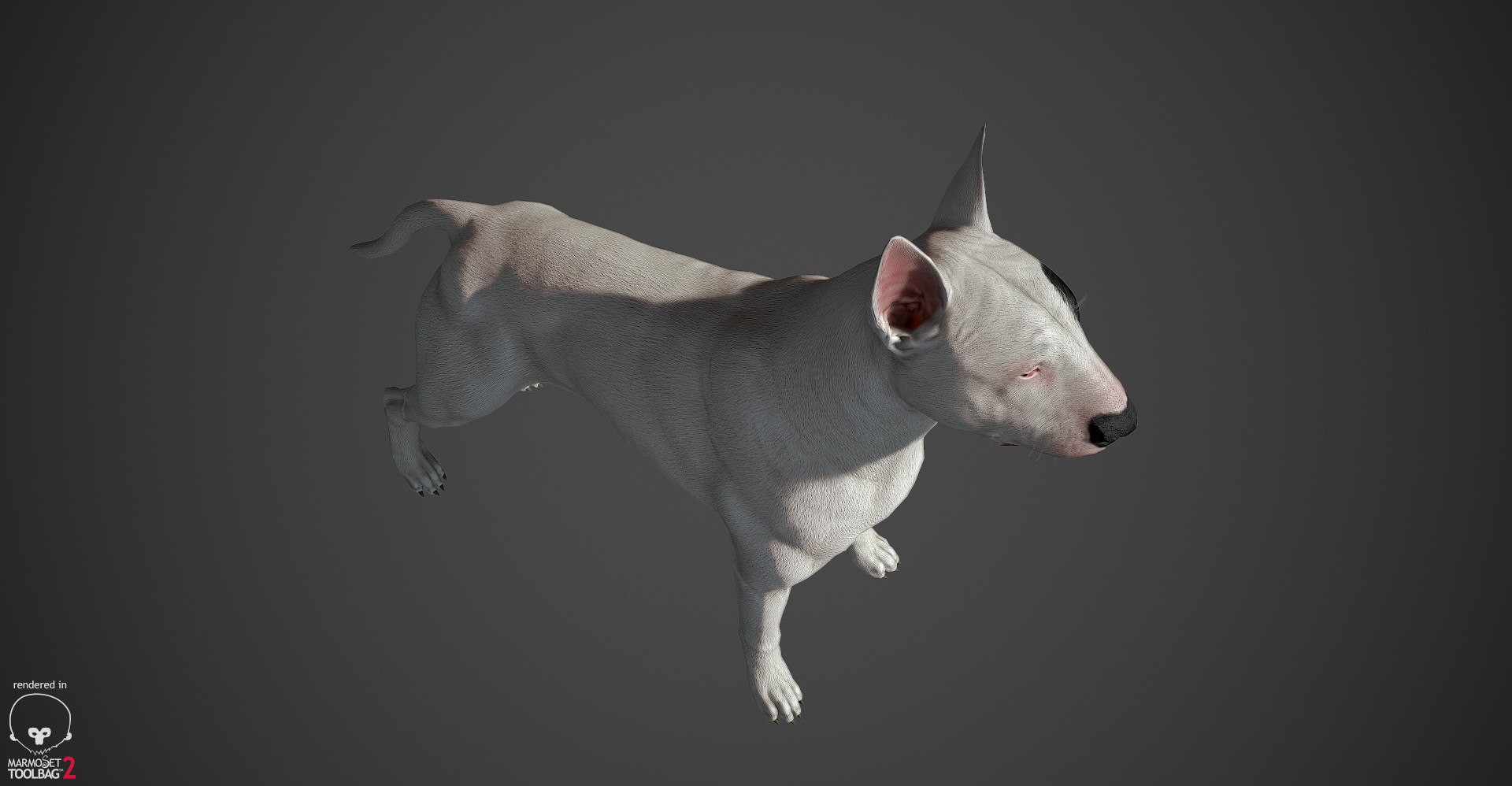bull terrier real-time real time 3d model https://p.turbosquid.com/ts-thumb/Wd/3Yk1oB/UchbOsEw/bullterrier_marmoset_011/jpg/1470401184/1920x1080/fit_q87/6a28114eb11d922353aa9d32483c4dc9d30b3c4b/bullterrier_marmoset_011.jpg