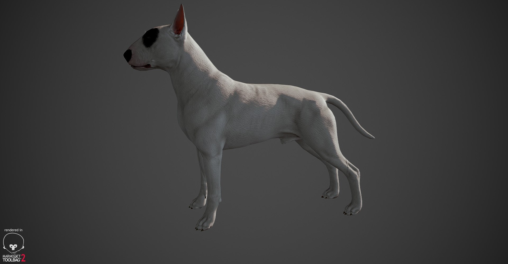 bull terrier real-time real time 3d model https://p.turbosquid.com/ts-thumb/Wd/3Yk1oB/W69UH4fN/bullterrier_marmoset_007/jpg/1470401184/1920x1080/fit_q87/a3fab65dff0f5d6465e5468d2c45e7639135249c/bullterrier_marmoset_007.jpg
