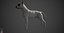 Bull Terrier Real-Time