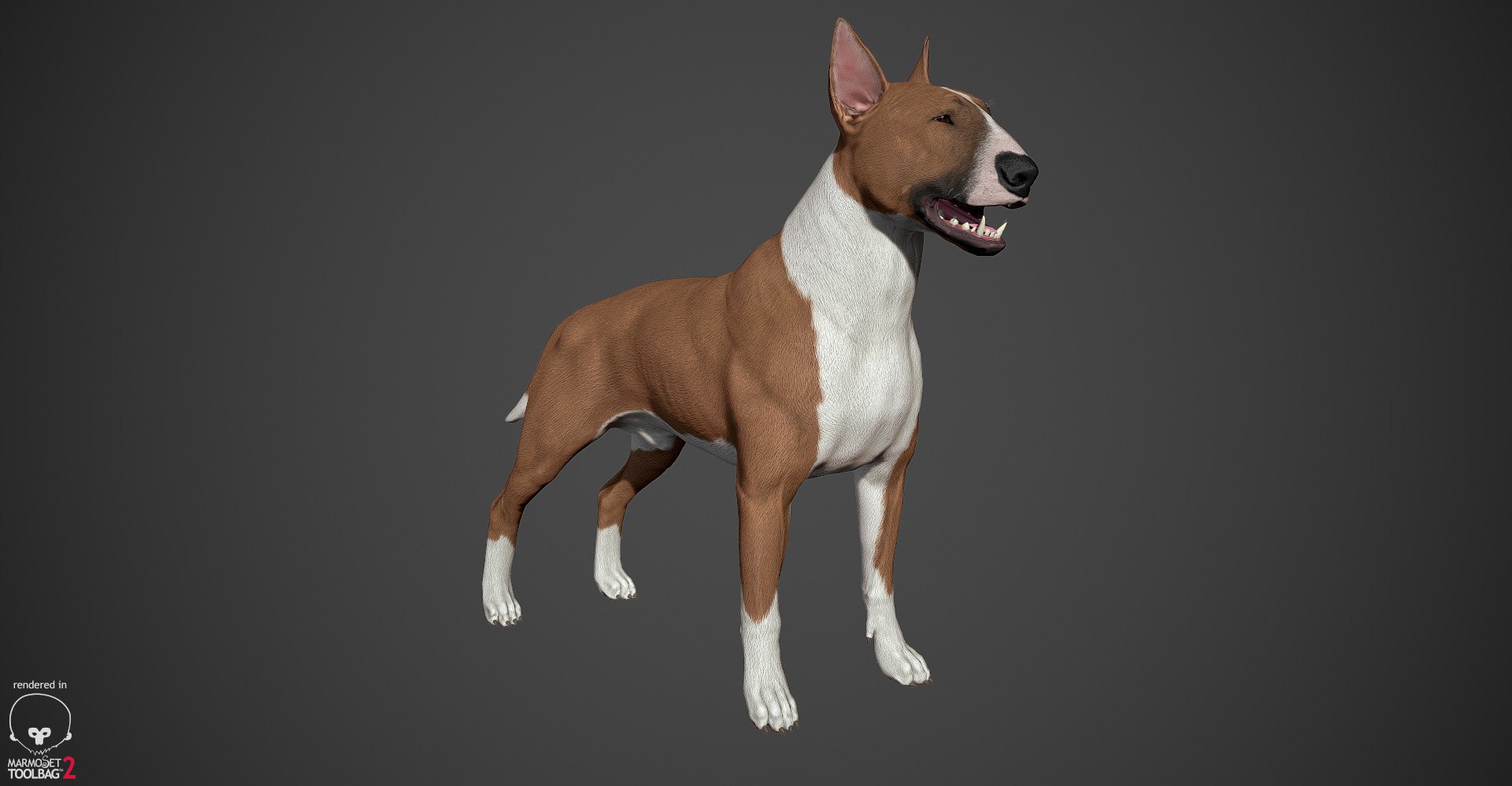 bull terrier real-time real time 3d model https://p.turbosquid.com/ts-thumb/Wd/3Yk1oB/WUmjExSL/bullterrier_marmoset_019/jpg/1470401185/1920x1080/fit_q87/3b098f303c74c8099effda6c73960c9969fc4caf/bullterrier_marmoset_019.jpg
