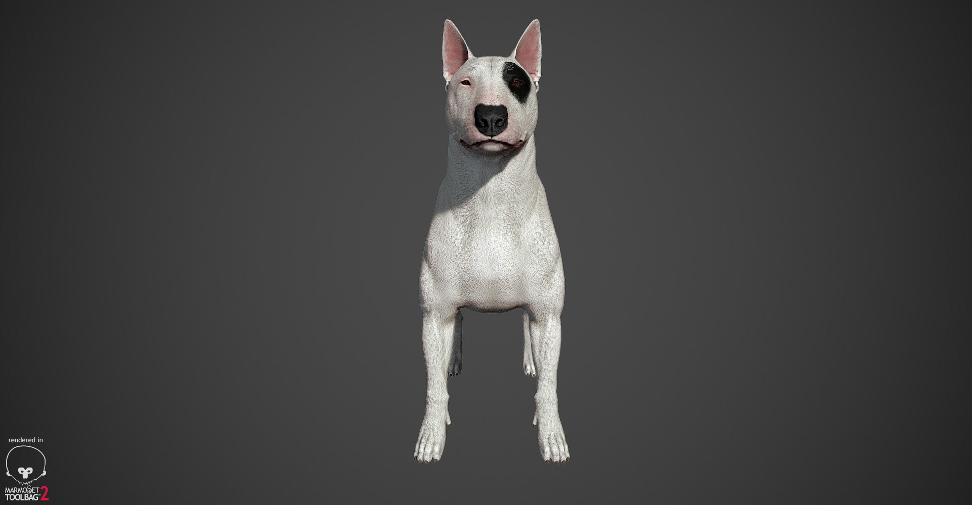 bull terrier real-time real time 3d model https://p.turbosquid.com/ts-thumb/Wd/3Yk1oB/XFjYywgy/bullterrier_marmoset_010/jpg/1470401184/1920x1080/fit_q87/3269dc5dd147eaad61bbb0f7c13e1272e68f5b60/bullterrier_marmoset_010.jpg
