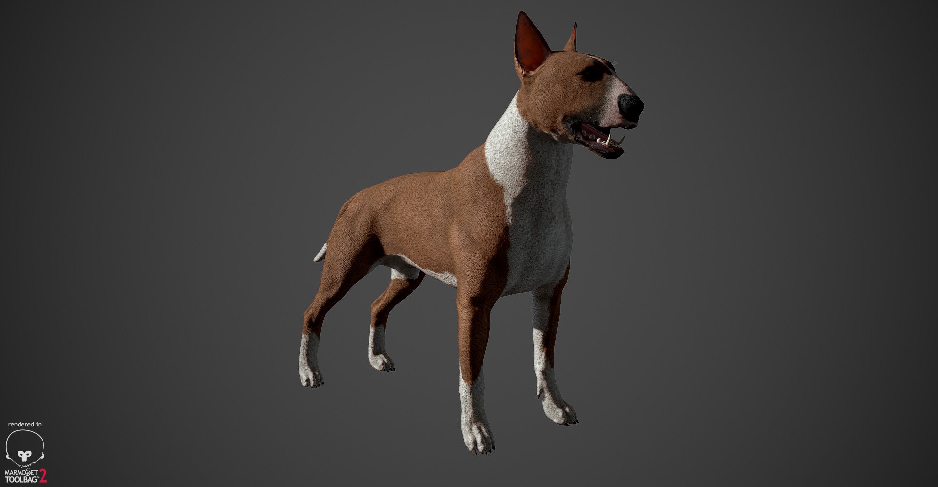 bull terrier real-time real time 3d model https://p.turbosquid.com/ts-thumb/Wd/3Yk1oB/ZAWpqLgK/bullterrier_marmoset_018/jpg/1470401185/1920x1080/fit_q87/3e1f316b8c506470ef71dacc5c43c02ff84f107c/bullterrier_marmoset_018.jpg