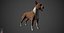 Bull Terrier Real-Time