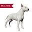 Bull Terrier Real-Time