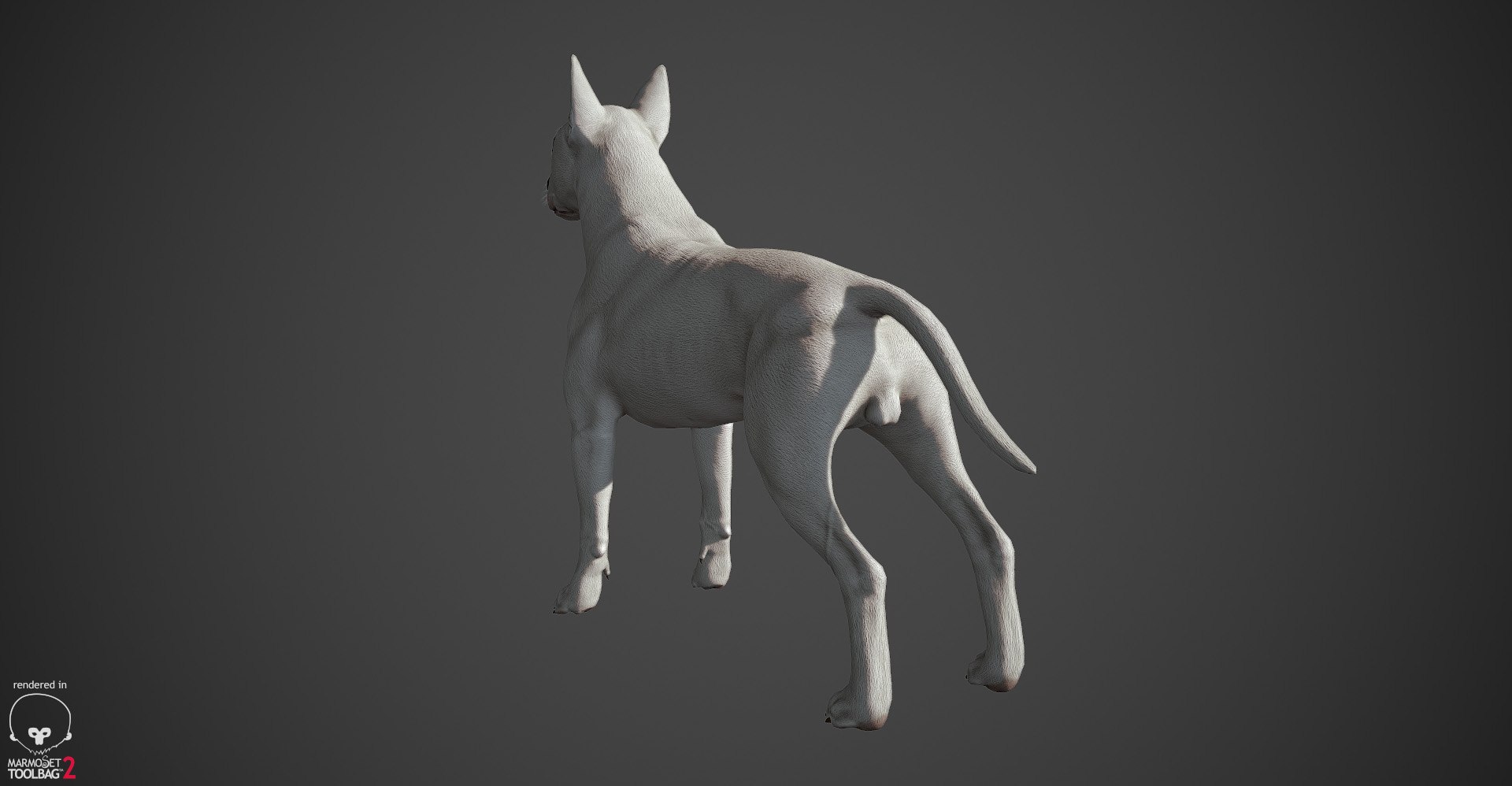 bull terrier real-time real time 3d model https://p.turbosquid.com/ts-thumb/Wd/3Yk1oB/frbcmB4q/bullterrier_marmoset_006/jpg/1470401184/1920x1080/fit_q87/aa80bd8314e53864426057e386bd06e5bee7fb03/bullterrier_marmoset_006.jpg